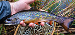 Nice male brookie From Mystery Creek # 56 in Wisconsin.