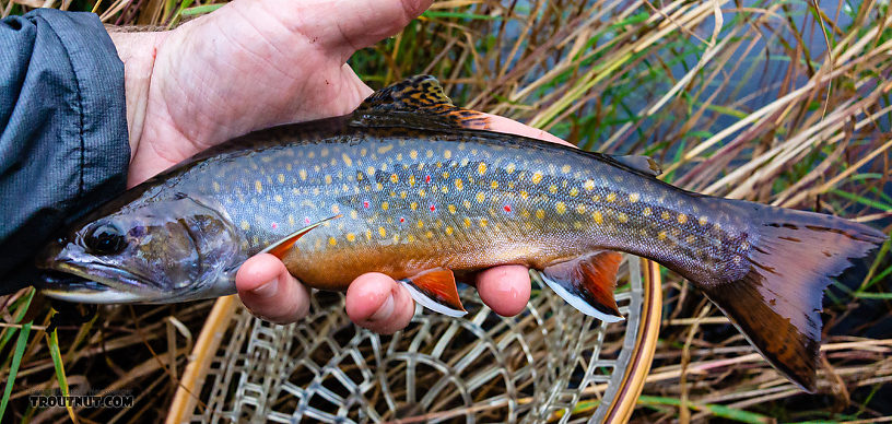 Nice male brookie From Mystery Creek # 56 in Wisconsin.