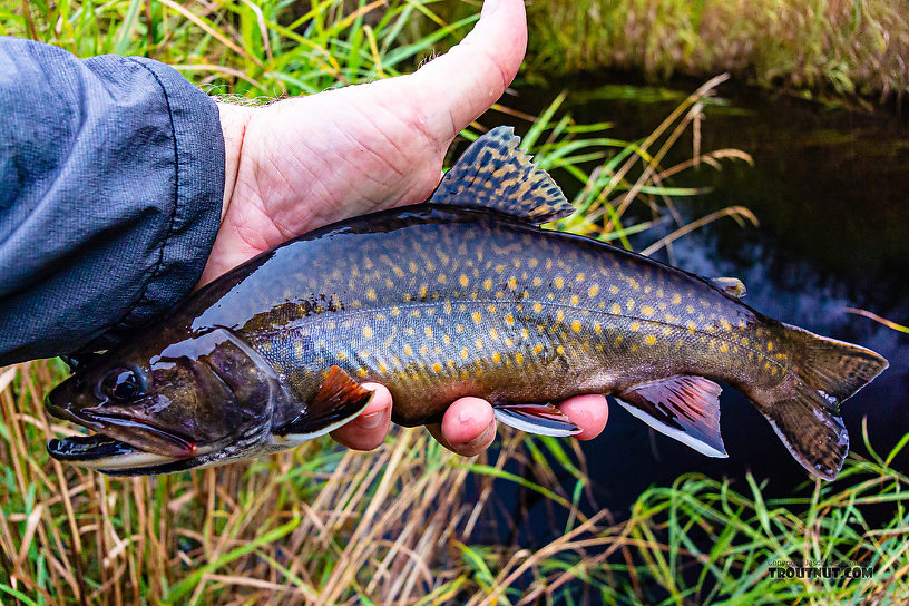 Chunky male brook trout and the best fish of the day From Mystery Creek # 56 in Wisconsin.