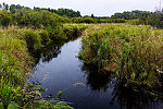 Venison Creek going up into the meadow From Mystery Creek # 56 in Wisconsin.