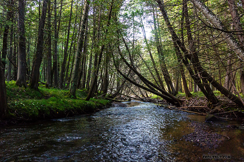 Eighteenmile Creek From Eighteenmile Creek in Wisconsin.