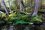  From the Bois Brule River in Wisconsin.