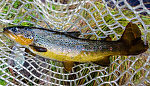 Decent brown to end the day on the Brule From the Bois Brule River in Wisconsin.