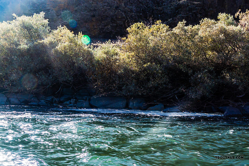 When we finally found some rising fish, they were in an almost-unapproachable foamy eddy on the far side of some fast, deep, unwadeable water that would yank on my fly soon after it hit the water. It took lots of tries with trick casts to catch a few rainbows here. From the Yakima River in Washington.