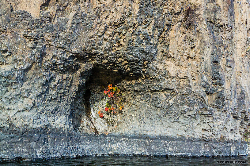 Interesting muddy nests from cliff swallows here. From the Yakima River in Washington.