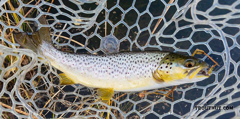  From Silver Creek in Idaho.