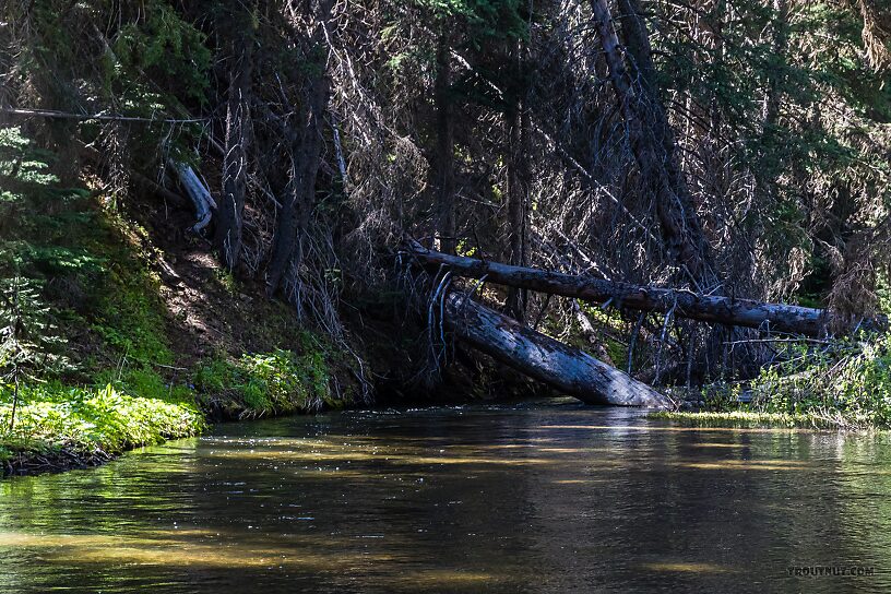  From the South Fork Manastash Creek in Washington.