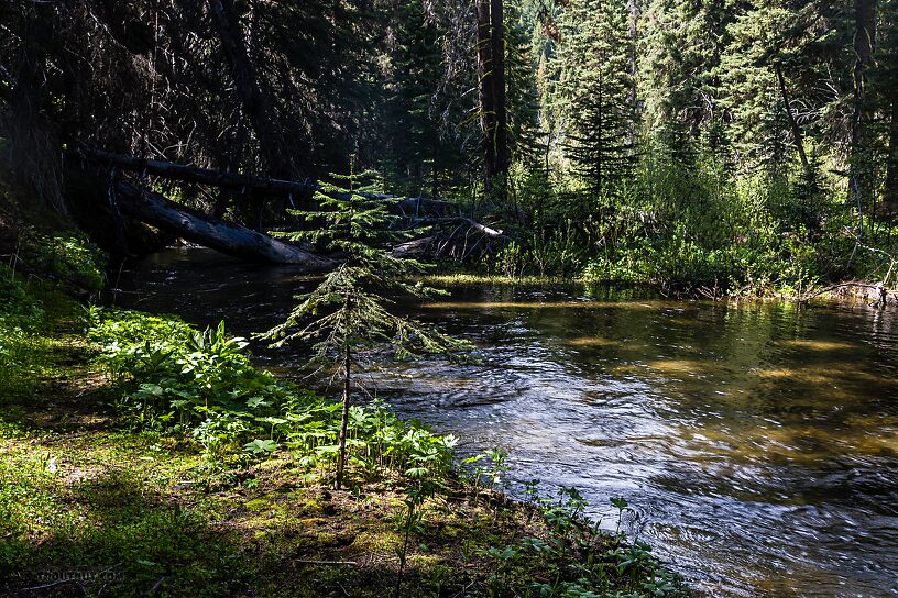  From the South Fork Manastash Creek in Washington.