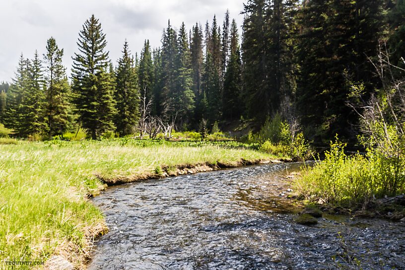  From the South Fork Manastash Creek in Washington.