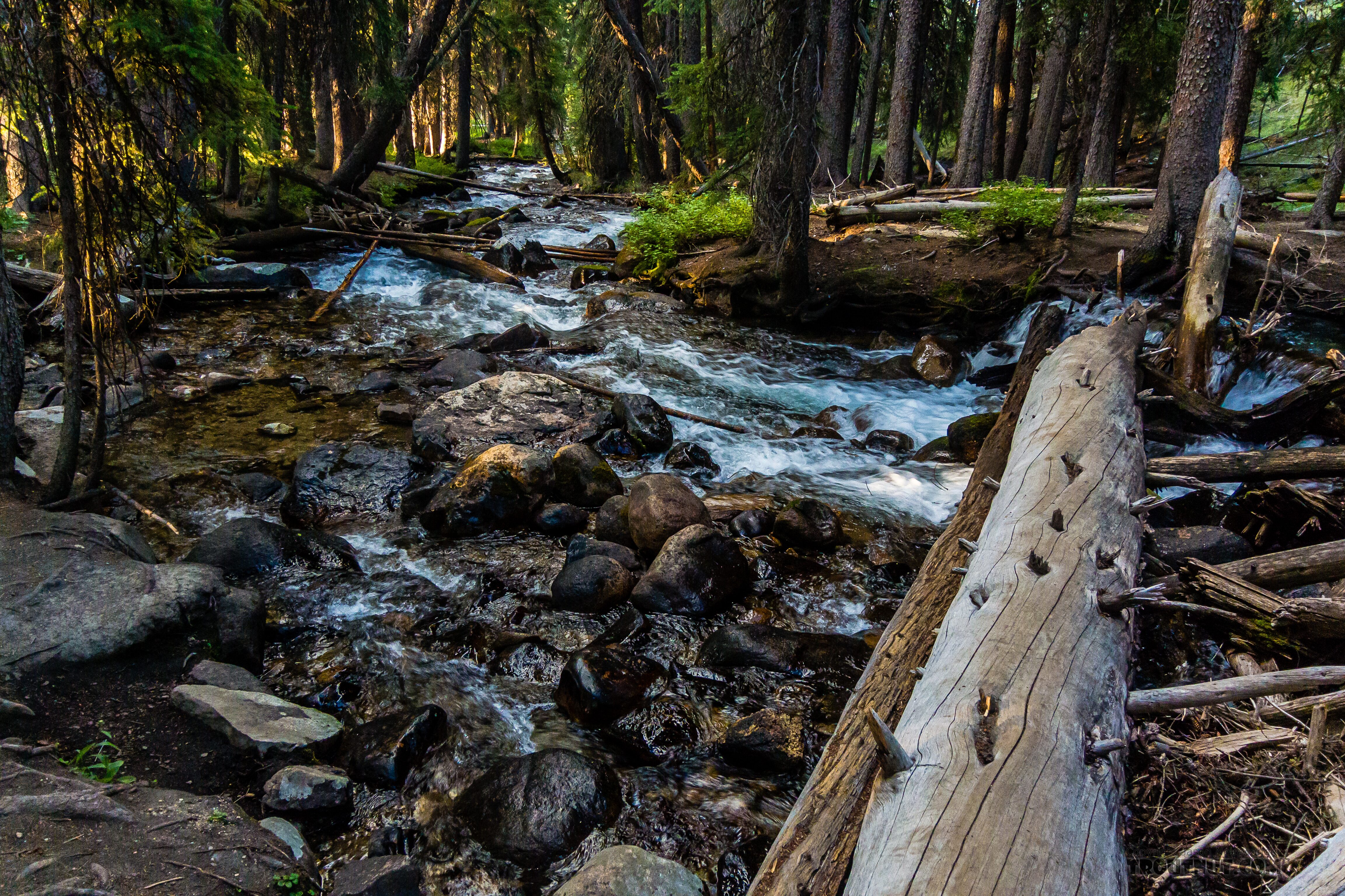  From Mystery Creek # 256 in Idaho.