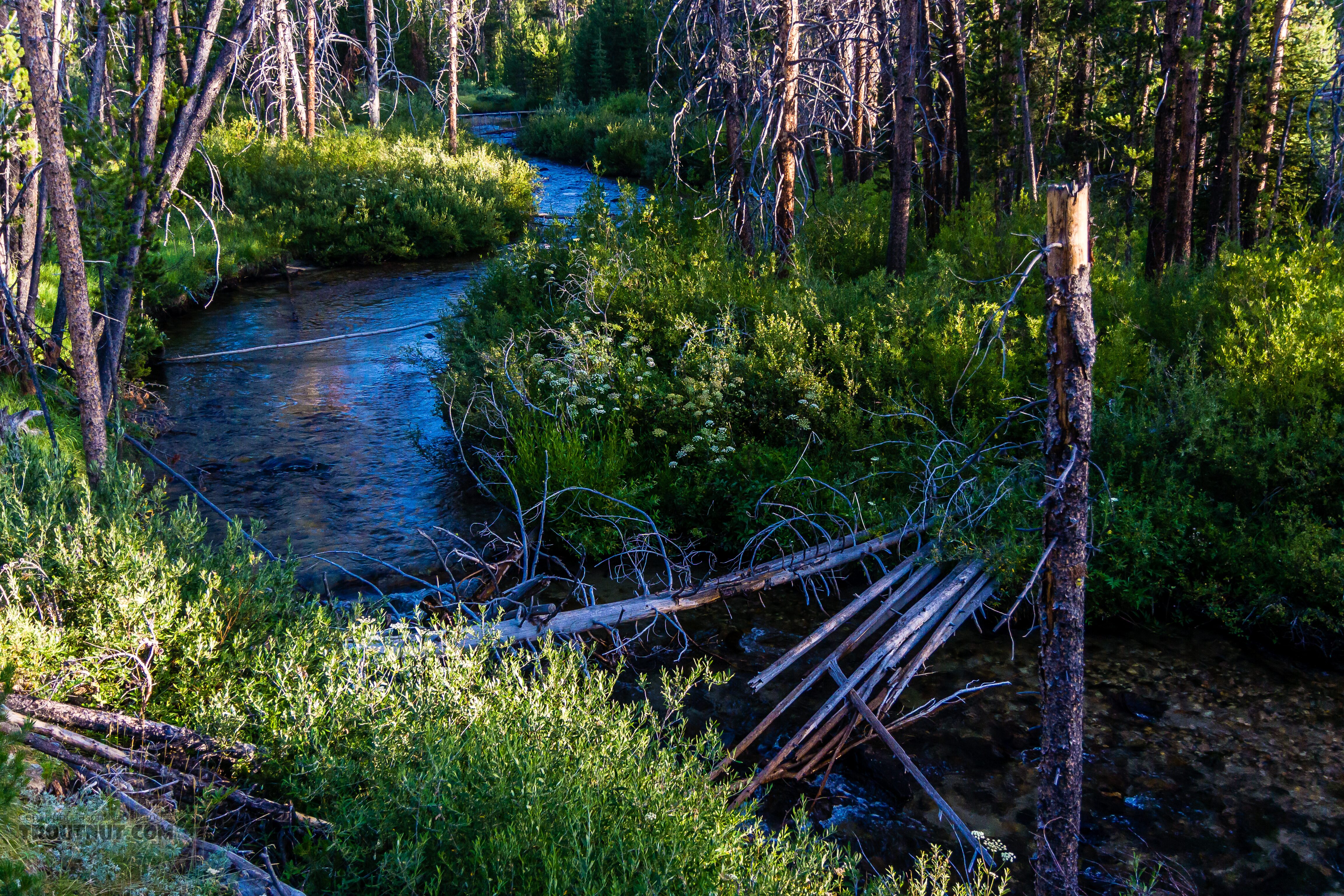  From Mystery Creek # 256 in Idaho.