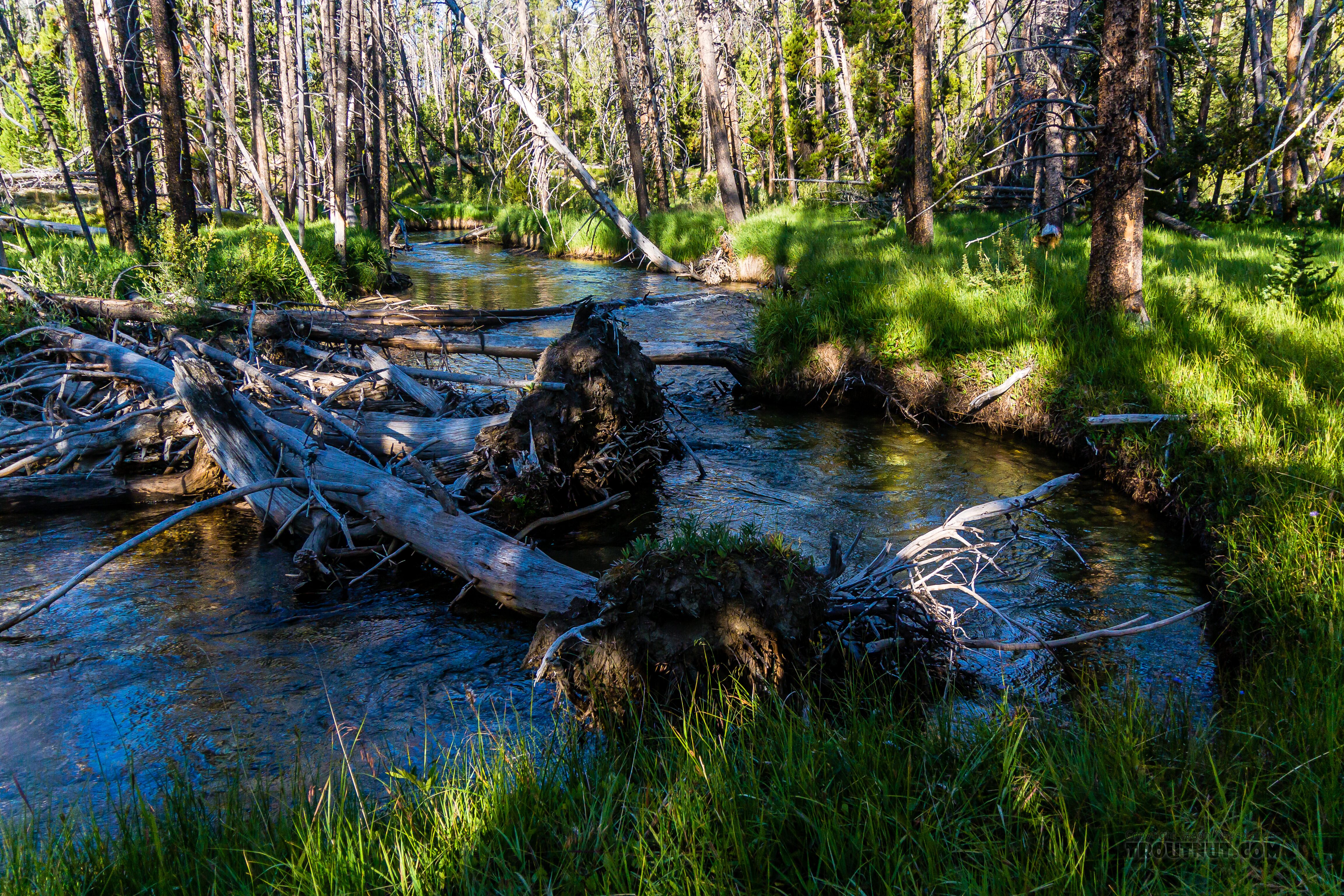  From Mystery Creek # 256 in Idaho.