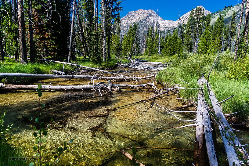  From Mystery Creek # 256 in Idaho.