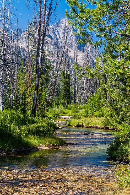  From Mystery Creek # 256 in Idaho.