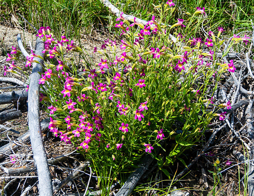 Lewis's Monkeyflower growing alongside the stream. I think this is the only one I saw on the entire trip. From Mystery Creek # 256 in Idaho.