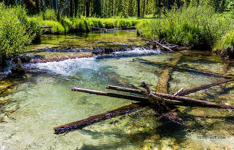  From Mystery Creek # 256 in Idaho.