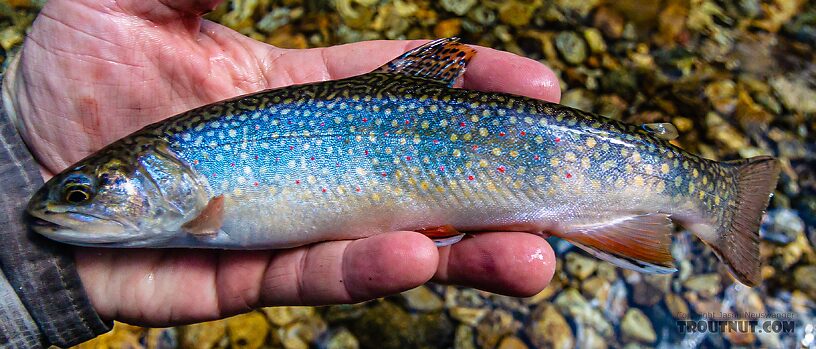 Brook trout From Mystery Creek # 256 in Idaho.