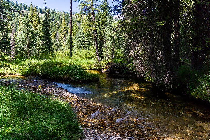  From Mystery Creek # 256 in Idaho.