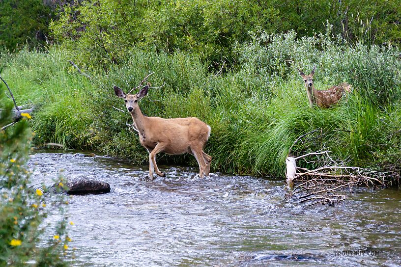  From Valley Creek in Idaho.