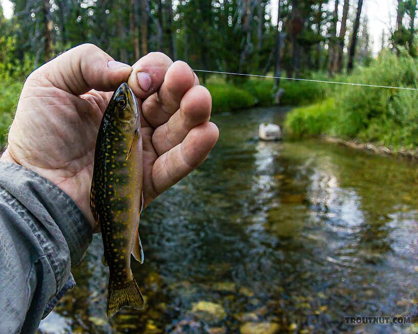  From Valley Creek in Idaho.