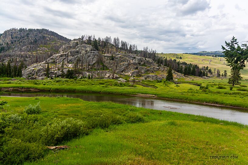  From Slough Creek in Wyoming.