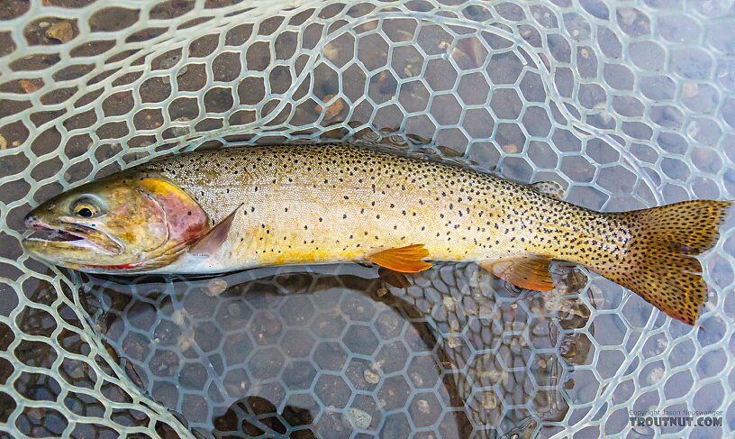  From Slough Creek in Wyoming.