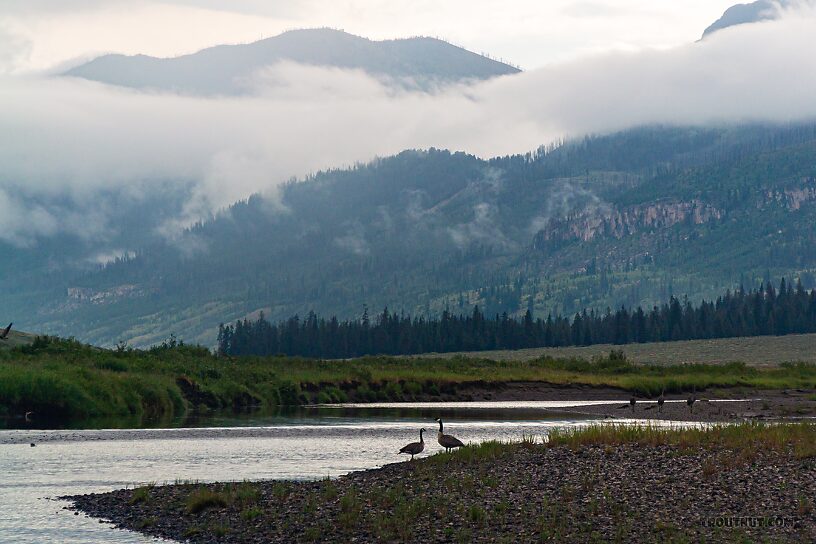 Canada geese and sandhill cranes were all noisily objecting to my presence on Slough Creek. From Slough Creek in Wyoming.