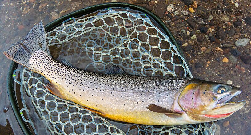  From Slough Creek in Wyoming.