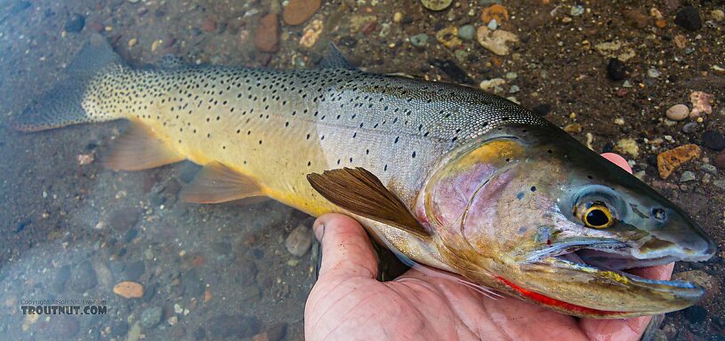  From Slough Creek in Wyoming.