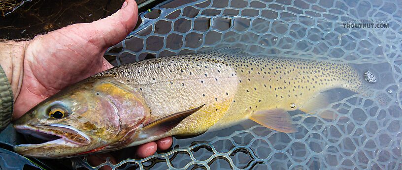  From Slough Creek in Wyoming.