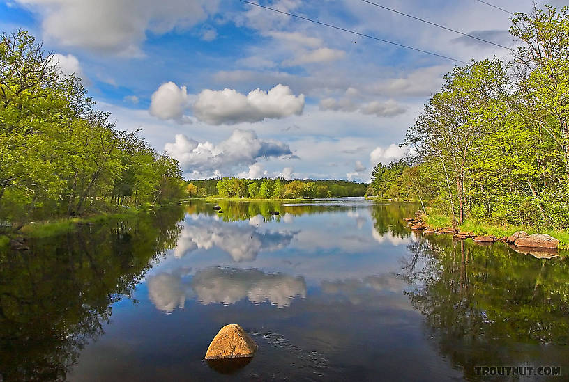  From the West Fork of the Chippewa River in Wisconsin.