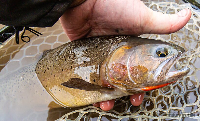  From Slough Creek in Wyoming.