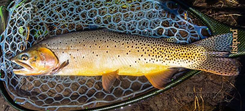  From Slough Creek in Wyoming.