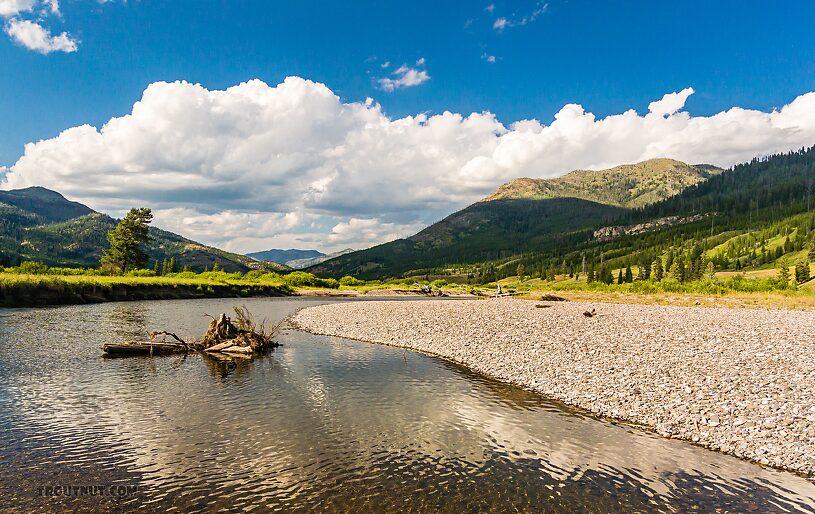  From Slough Creek in Wyoming.