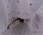 These were the contents of my bug net after several swoops through the grass along the Henry's Fork. From the Henry's Fork of the Snake River in Idaho.