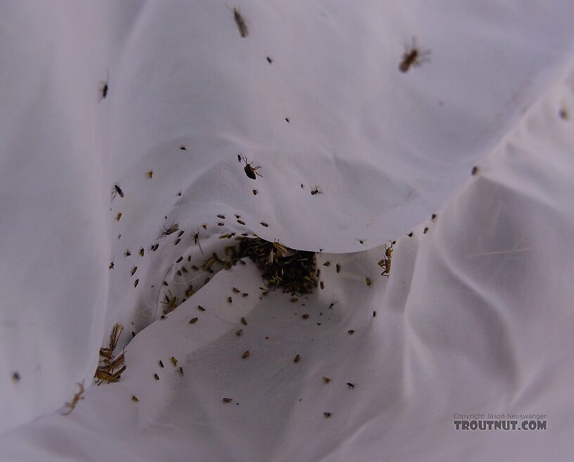 These were the contents of my bug net after several swoops through the grass along the Henry's Fork. From the Henry's Fork of the Snake River in Idaho.