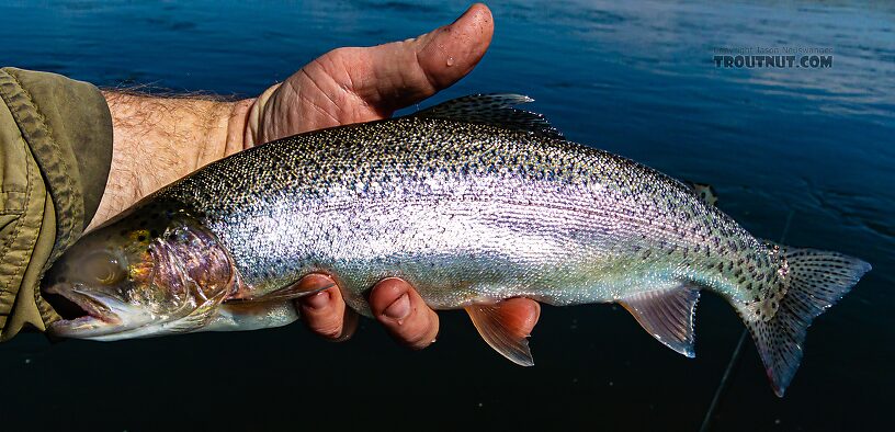  From the Henry's Fork of the Snake River in Idaho.