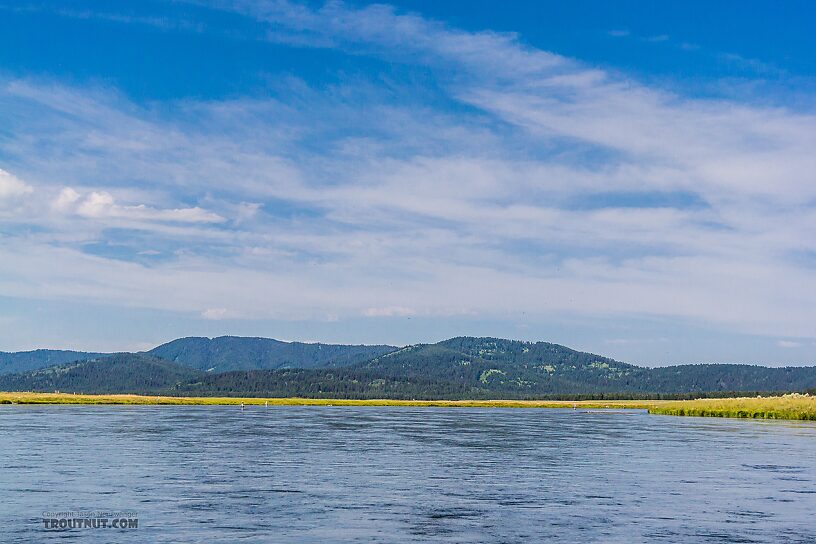  From the Henry's Fork of the Snake River in Idaho.