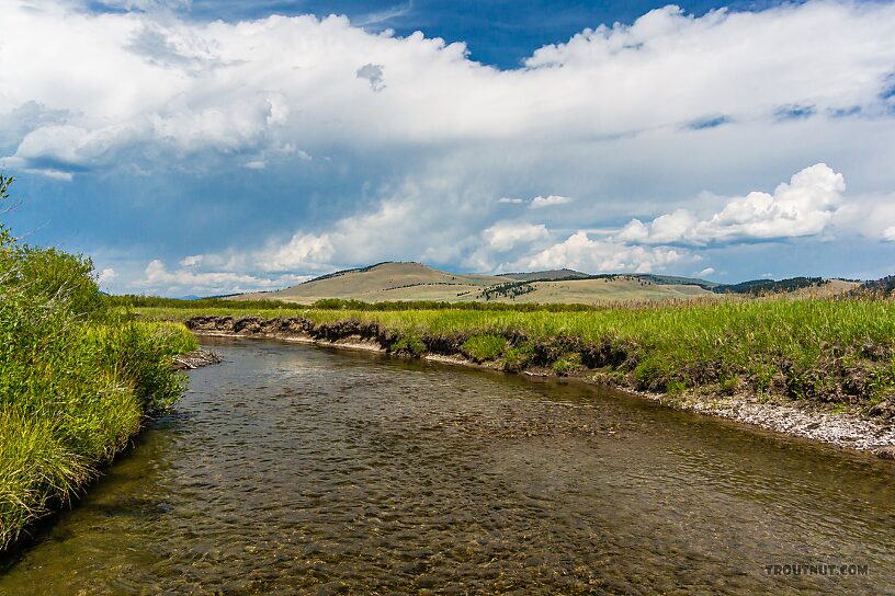  From Mystery Creek # 237 in Montana.