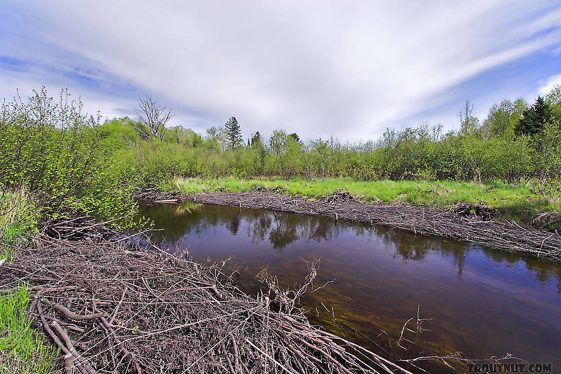 Recent forest service work has stabilized the alder-lined banks of this small trout stream and opened it up to sunlight, which helps increase its productivity. From Mystery Creek # 56 in Wisconsin.