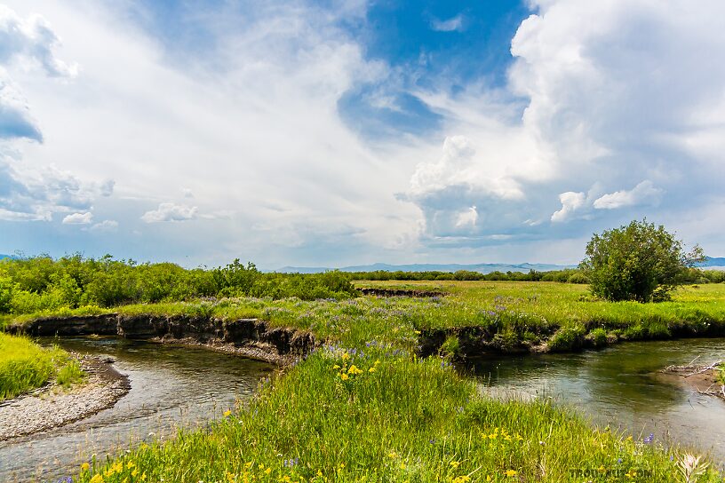  From Mystery Creek # 237 in Montana.