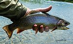 This brook trout measured a bit over 14". From Mystery Creek # 237 in Montana.