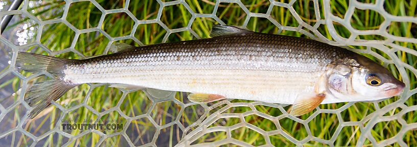 The only mountain whitefish of the trip. I caught it nymphing the bottom of a pool so deep I could tell there were fish but couldn't tell what kind. They were whitefish. From Mystery Creek # 237 in Montana.