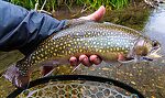 My longest brook trout yet, 16 1/8". From Mystery Creek # 237 in Montana.