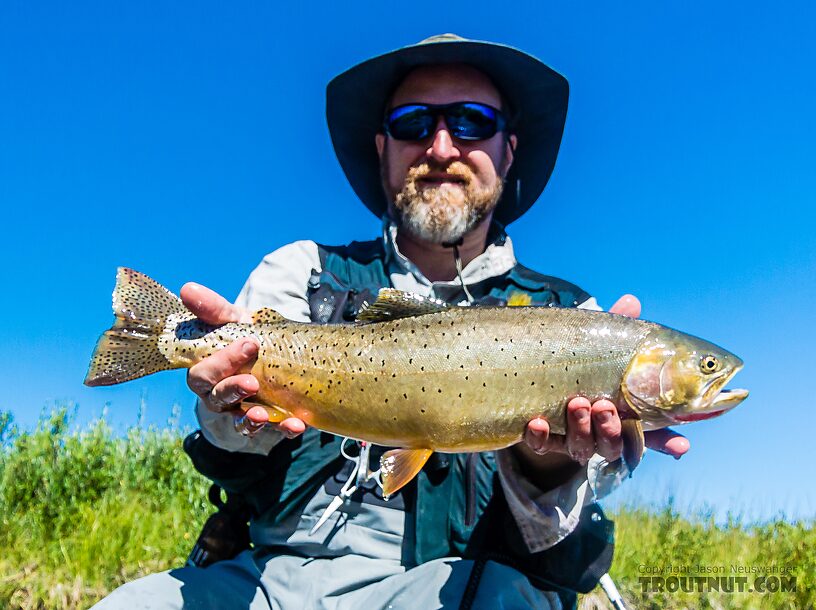 At 21" this was the big fish of the day. From Mystery Creek # 237 in Montana.