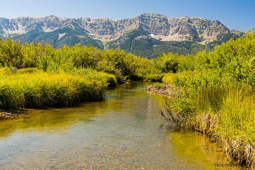  From Mystery Creek # 237 in Montana.