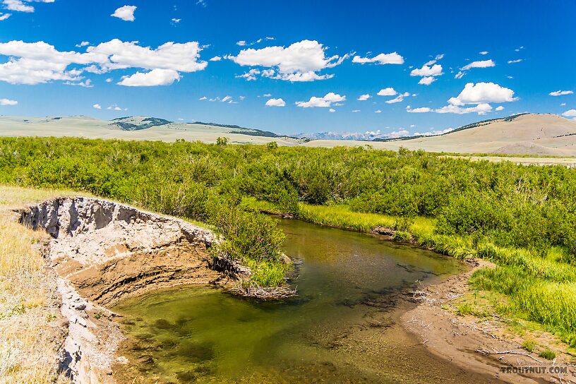  From Mystery Creek # 237 in Montana.