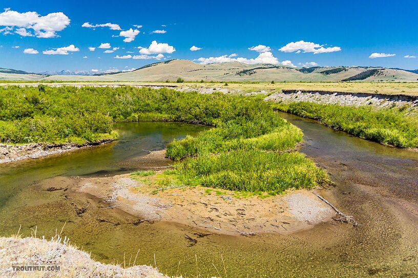  From Mystery Creek # 237 in Montana.