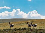 Pronghorn antelope overlooking the river valley. From Mystery Creek # 237 in Montana.