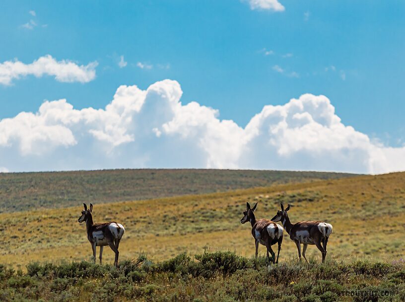 Pronghorn antelope overlooking the river valley. From Mystery Creek # 237 in Montana.